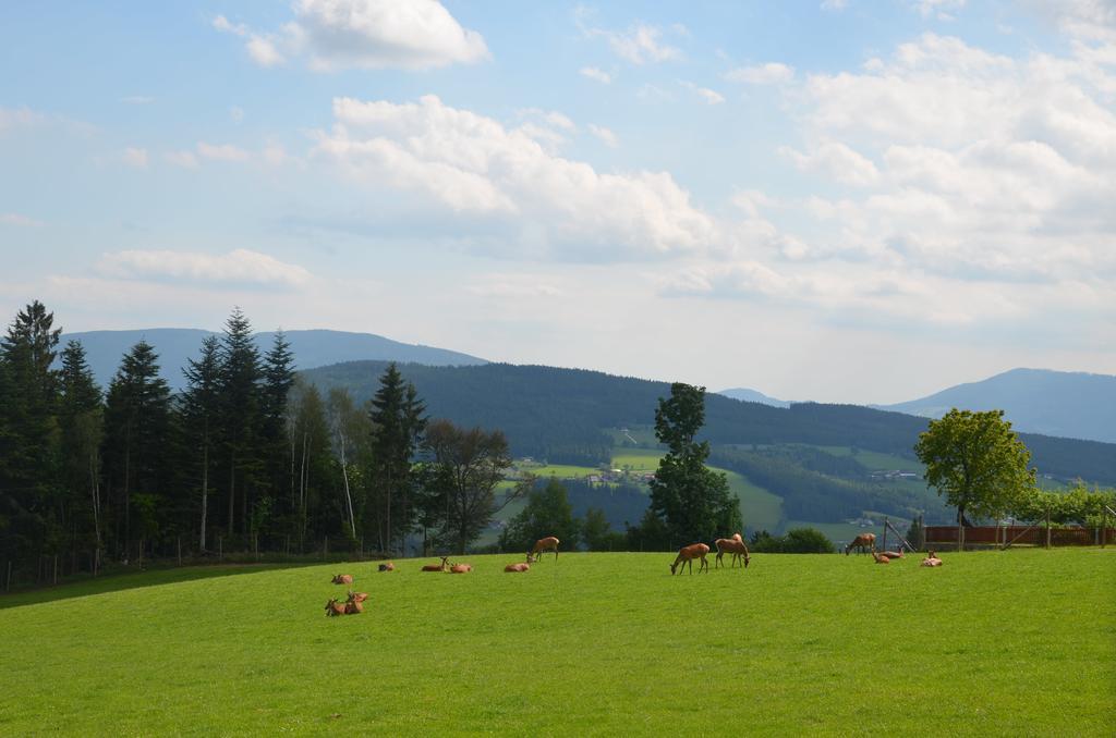 Wildwiesenhof Miesenbach  Exterior photo