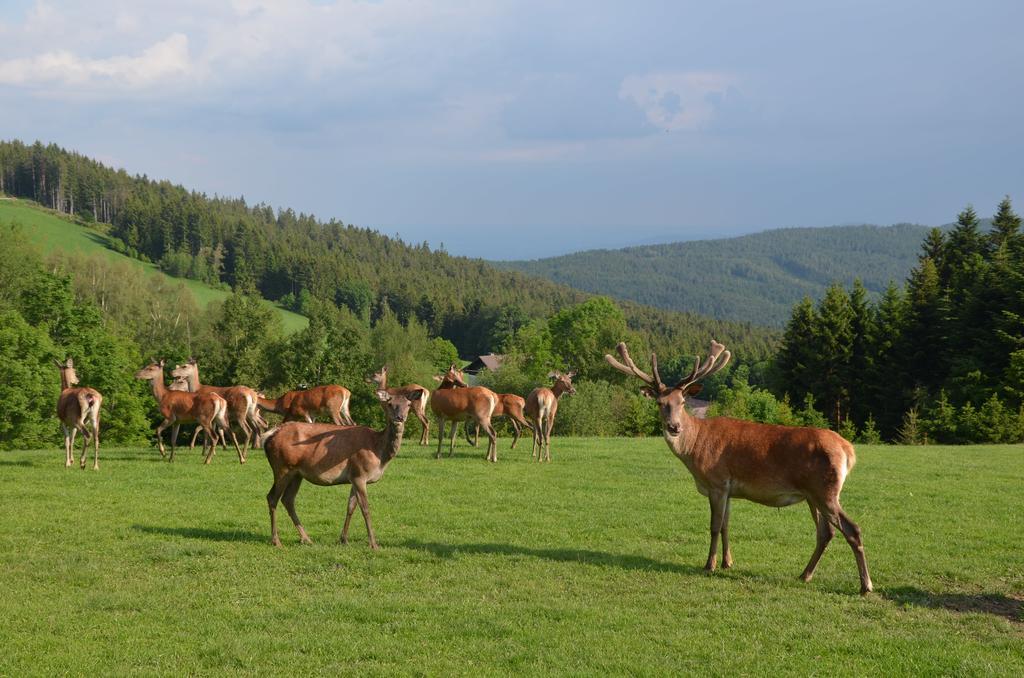 Wildwiesenhof Miesenbach  Exterior photo